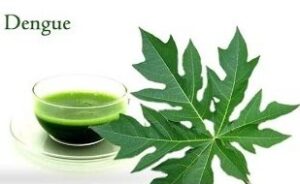 pappaya leaf extract for dengue fever