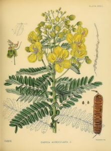 cassia auriculata tamil name diabetes and medicinal benefits