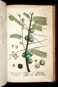 amla medicinal uses of phyllanthus emblica 