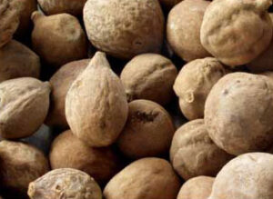 medicinal uses of terminalia bellirica