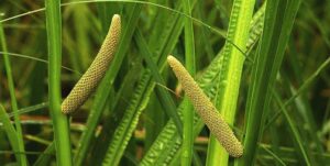 acorus calamus uses chemical constituents