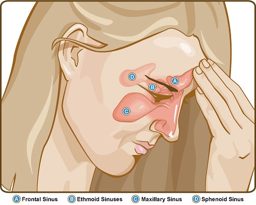 siddha medicine for sinus sinusitis and sinus infections