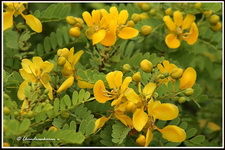 diabetes cassia auriculata and medicinal uses