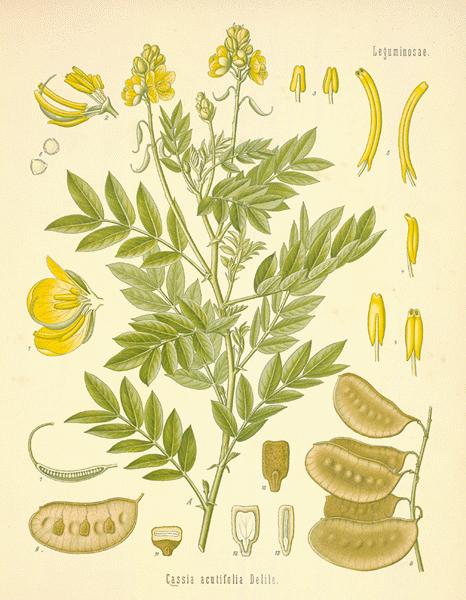 nilavarai powder benefits in tamil