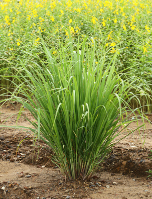 vetiver root uses medicinal