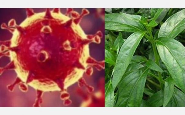 siddha medicine for corona virus